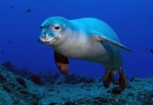 Гавайский тюлень-монах — млекопитающее в святом облачении