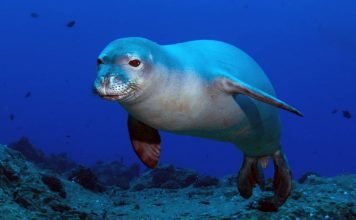 Гавайский тюлень-монах — млекопитающее в святом облачении