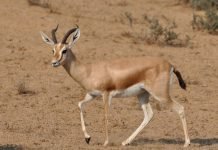 Газель-доркас – животное, наиболее приспособленное к жизни в пустыне