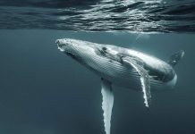 Землю Франца-Иосифа впервые посетили горбатые киты