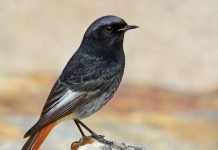 Горихвостка-чернушка — мелкая певчая мухоловка