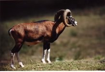 Горные бараны. Фото горных баранов