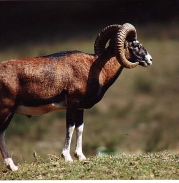 Горные бараны. Фото горных баранов