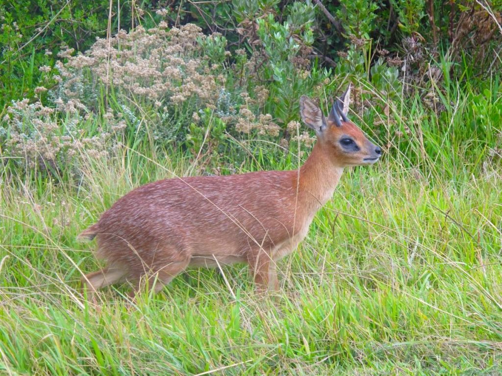 Грисбок (Raphicerus melanotis).