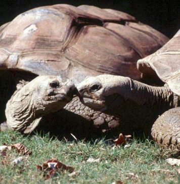 За галапагосскими черепахами теперь можно понаблюдать благодаря Google Street View