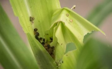 Ученые: гусеницы обманывают кукурузу при помощи собственных фекалий
