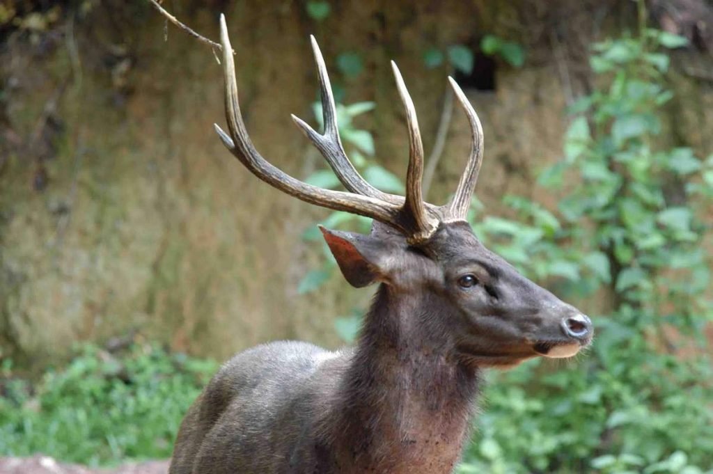 Индийский замбар (Cervus unicolor).