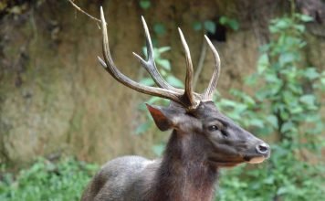 Индийский замбар – олень с разветвленными рогами
