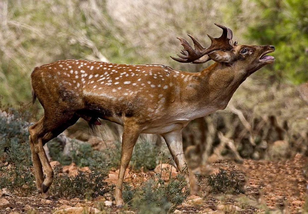 Иранская лань (Dama dama mesopotamica).