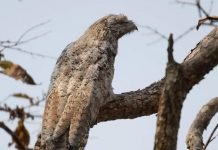 Исполинский лесной козодой — южноамериканская птичка