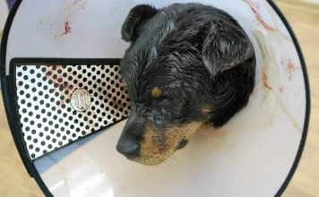 В Новосибирске мужчина до полусмерти избил бродячую собаку