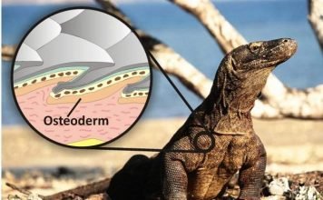 Гигантские ящерицы-убийцы проживали во времена древних австралийских аборигенов