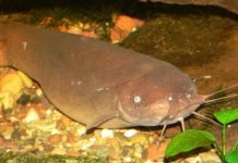 Электрический сом — рыба с зарядом