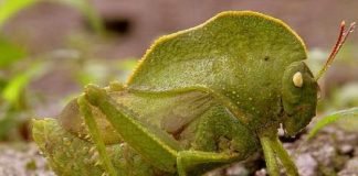 Капюшончатый кузнечик — «тропическая кобылка»