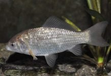 Карасекарп, он же карпокарась – гибридная рыба