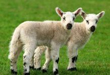 В Европе запретят клонирование сельскохозяйственных животных