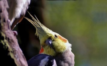 Корелла — невероятно смышленый попугайчик