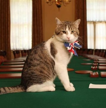 «Пнули под хвост»: видео с котом Кэмерона набирает популярность