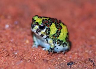 Крестоносная пустынница — кто она и чем живет?