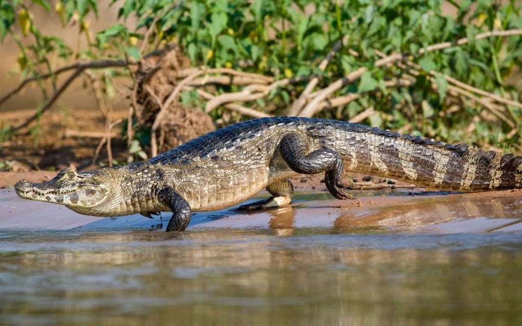 Крокодиловый кайман (Caiman crocodilus).