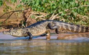 Крокодиловый кайман — путешественник на «плавучем островке»