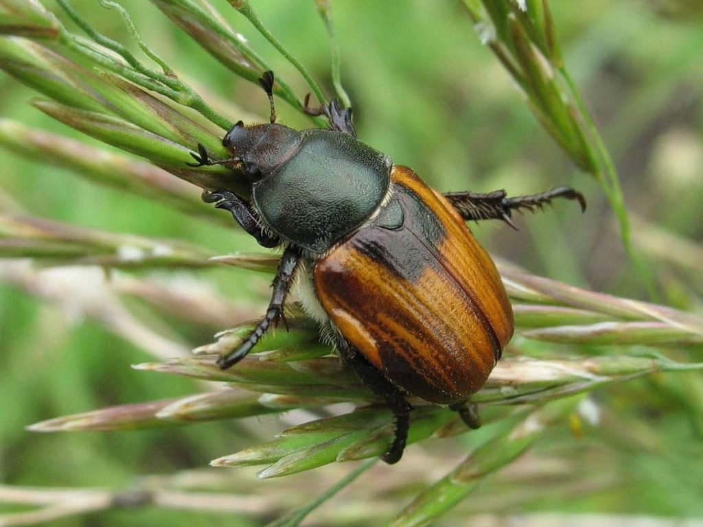 Хлебный жук (Anisoplia austriaca).