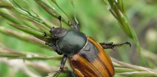 Кузька–крестоносец — пластинчатоусый вредитель урожая