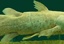 Латимерия — живое «ископаемое»