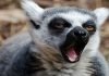 Ученые: лемуры зевают из-за волнения