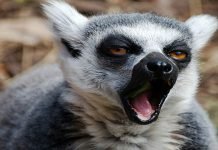 Ученые: лемуры зевают из-за волнения