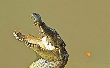 Видео летающего крокодила покорило пользователей интернета