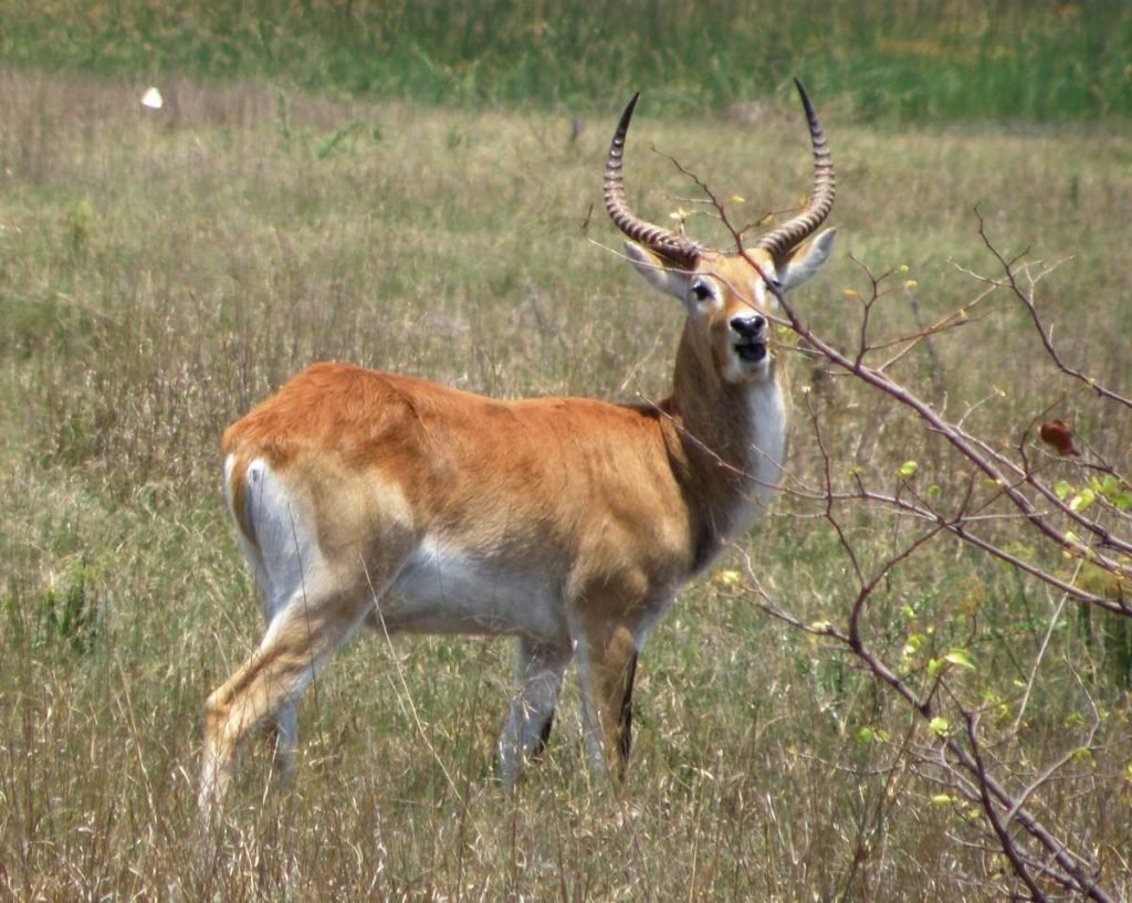 Личи (Kobus leche).