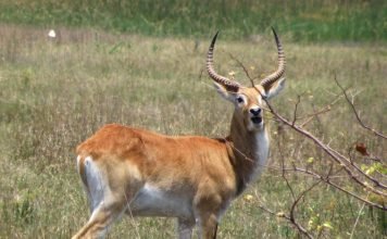 Личи – еще один представитель водяных козлов