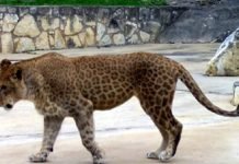 Липард – лев или леопард? Фото липарда