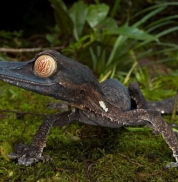 Листохвостый мадагаскарский геккон — любимец террариумистов