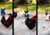Маленький мальчик обнимает курицу: видео, очаровавшее пользователей сети