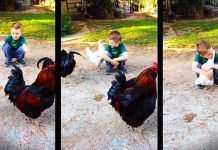 Маленький мальчик обнимает курицу: видео, очаровавшее пользователей сети
