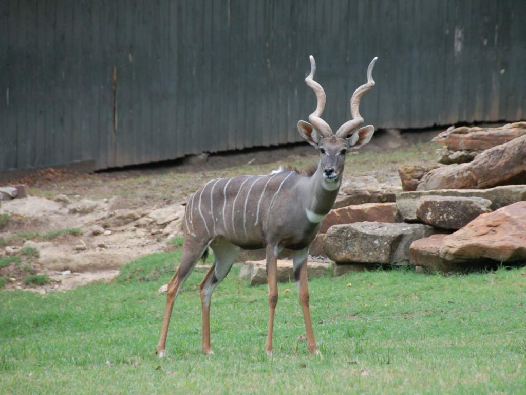 Малый куду (Tragelaphus imberbis).