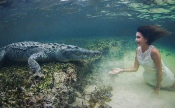 Видео, на котором Роберта Манчино устроила фотосессию с крокодилом, стало хитом интернета