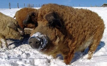 Мангал – дикий кабан или пуховая свинья?
