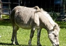Лошак – гибрид ослицы и жеребца
