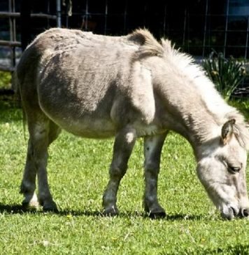 Лошак – гибрид ослицы и жеребца