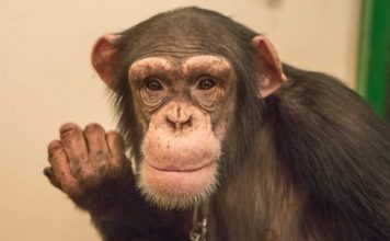 Обезьяна «прогнала» Волочкову из-за кулис: видео, насмешившее пользователей интернета