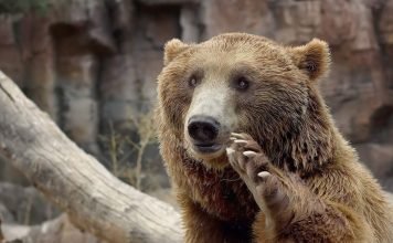 Медведь пришел голосовать на выборы губернатора Ленинградской области