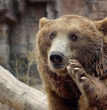 Медведь пришел голосовать на выборы губернатора Ленинградской области
