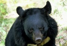 Гималайский медведь напал на беременную женщину в поселке Кировский