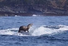 Морской котик покатался верхом на горбатом ките: фото, покорившее интернет