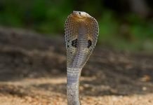 Видео, на котором мужчина целует ядовитую кобру, взорвало интернет