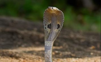 Видео, на котором мужчина целует ядовитую кобру, взорвало интернет