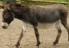 Мул – гибрид осла и кобылы